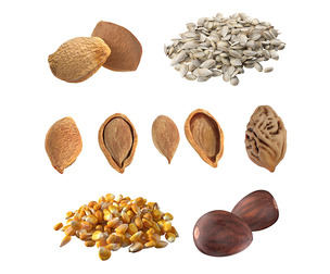Seed Collection v1