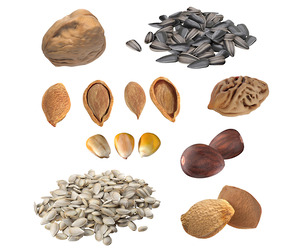 Seed Collection v2
