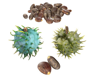 Caster seed set