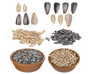 Sunflower seed collection