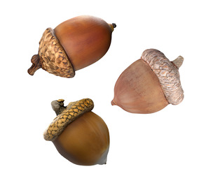 Acorn set