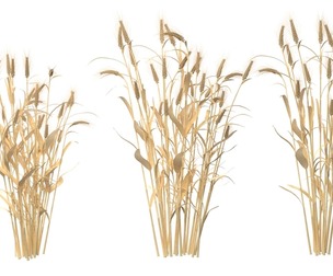 Wheat dried bush