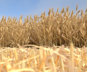 Wheat dried field