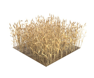 Wheat dried filed section