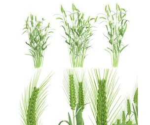 Wheat green bushes