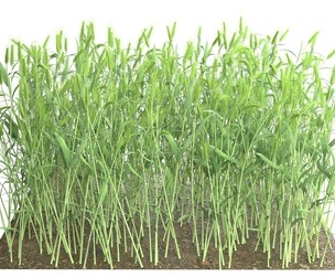 Wheat green field section