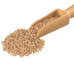 Wheat scoop