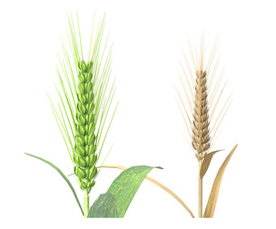 Wheat spike green and dried
