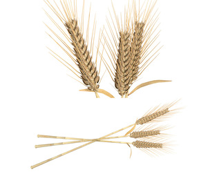 Wheat spikes