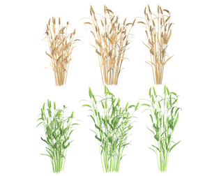 Wheat green and dried bushes