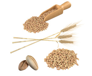 Wheat spike grain scoop and pile