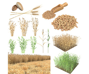 Wheat Mega Collection
