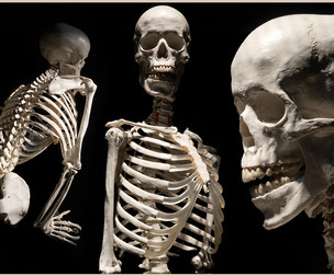 Skeleton-Photo Reference Pack For Artists 648 JPEGs no AI Satine Zillah