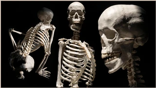 Skeleton-Photo Reference Pack For Artists 648 JPEGs no AI Satine Zillah cover