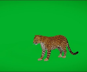 Northern Chinese Leopard