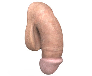 Young Man Penis 01