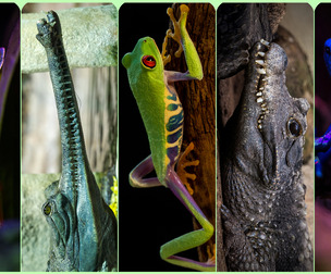 Frogs & Crocks-Photo Reference Pack For Artists 402 JPEGs no AI Satine Zillah