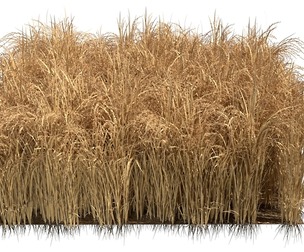 Dried field section