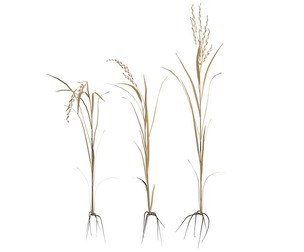 dried rice stalk