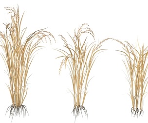 Dry rice bushes