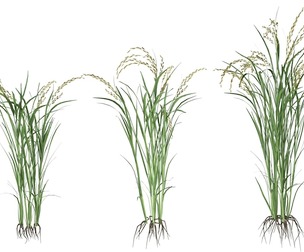 Green rice bushes