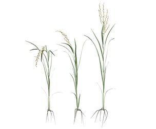green rice stalk