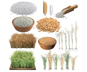 Rice grain and crop mega collection