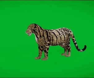 Indochina Clouded Leopard
