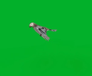 African Grey Parrot