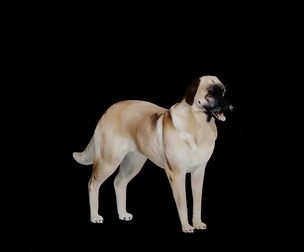 Kangal Shepherd Dog