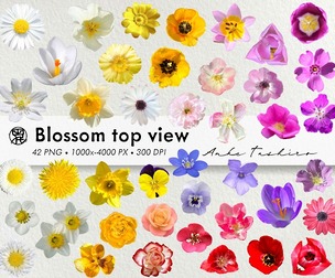 Spring Blossom Top View Set PNG Clipart 300 DPI Printable Instant Download