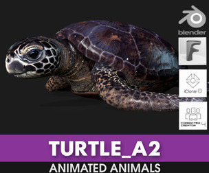 Turtle_A2