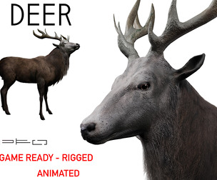 Deer
