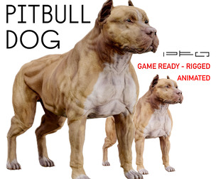American pitbull dog