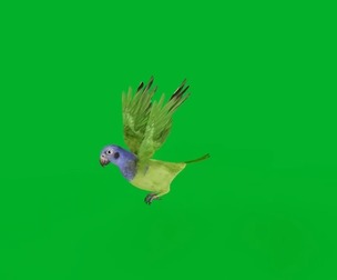Blue Headed Parrot Bird