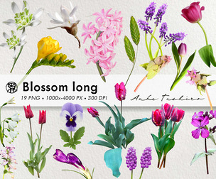 Long Spring Blossom Set PNG Clipart 300 DPI Printable Instant Download
