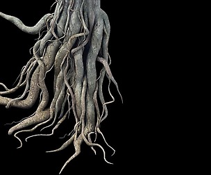 Game Model - Kaya Buddha Forest root