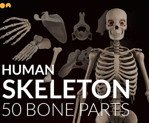 Human Skeleton Toolkit – IMM Brush + 50 Bone Parts + Full Skeleton