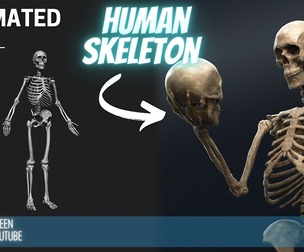 ZBrush Model: Human Skeleton Decimated Model ZTL & FBX