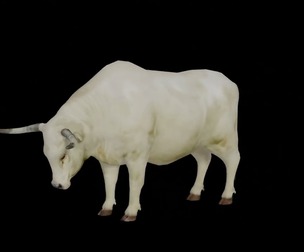 Bullock Ox Cattle