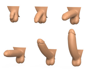 3D Print Ready Penis Erection Stages Collection