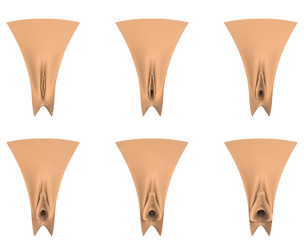 3D Print Ready Vagina Stage Collection