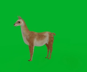 Guanaco