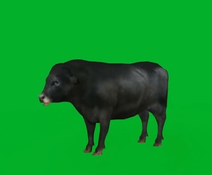 Galloway Cattle