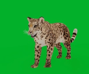 Snow Leopard
