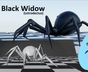 Black Widow - Latrodectus - Walk Cycle