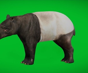 Malayan Tapir