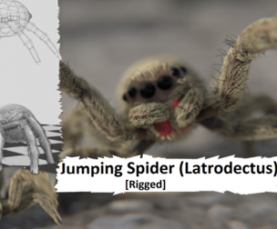 Jumping Spider - Latrodectus - Animated