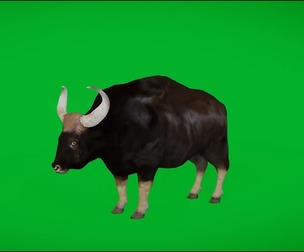 Gaur Indian Bison