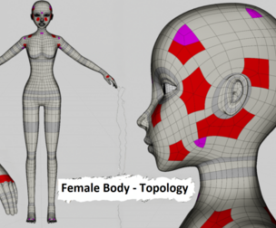 Female Body - Topology